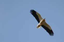 Sierra de Guara